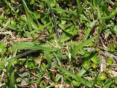 Plantago virginica, photograph author not stated, no rights reserved