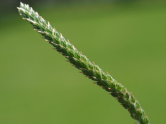 Plantago virginica