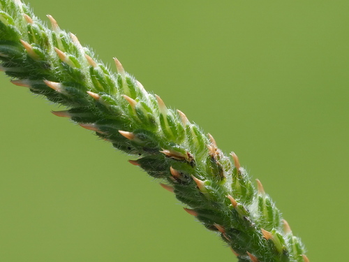 Plantago virginica, photograph 2