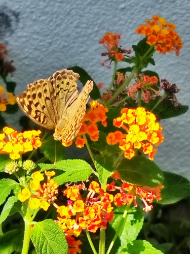 Cardinal Butterfly