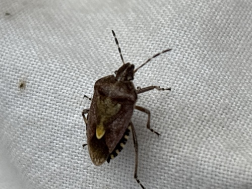 Sloe Bug