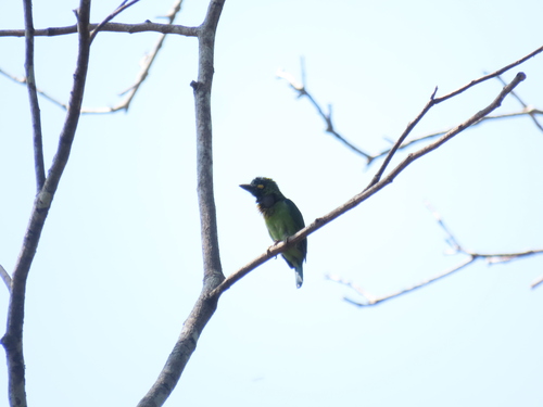 Psilopogon australis observed 2026-09-13