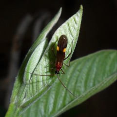 Monalonion schaefferi