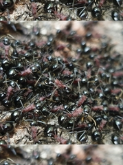 Polyrhachis lamellidens