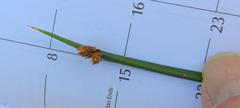 Juncus mexicanus