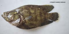 Lobotes surinamensis
