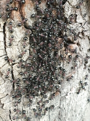 Polyrhachis lamellidens