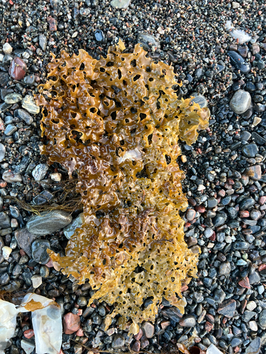 Agarum clathratum observed 2026-09-14