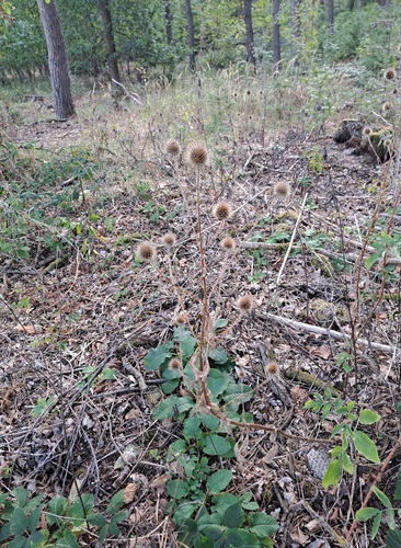 yellowflower teasel