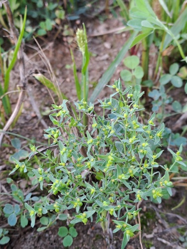 Euphorbia exigua observed 2026-09-08