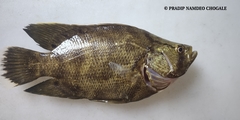 Lobotes surinamensis