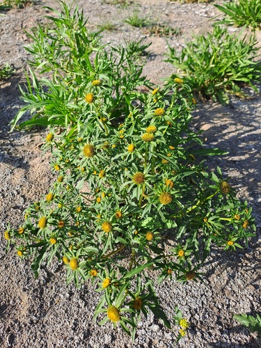 Greater Bur-marigold