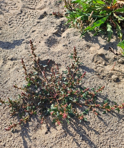red pigweed