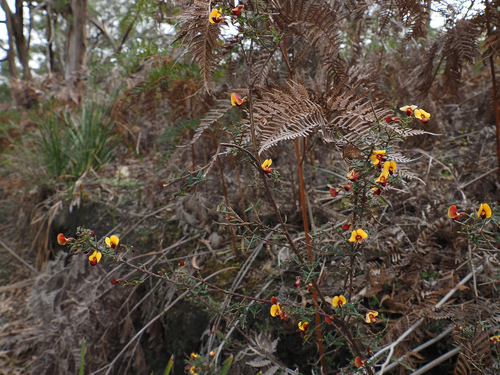 Bossiaea cinerea, photograph 3