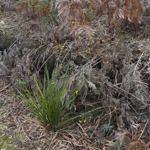 Bossiaea cinerea, photograph 2