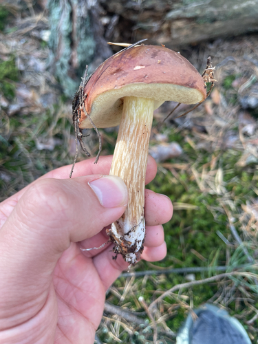Bay Bolete
