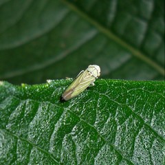 Bucephalogonia xanthophis