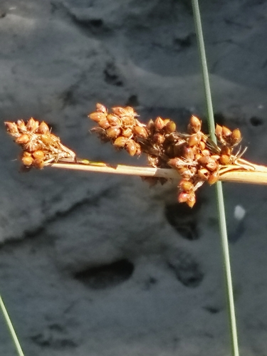 spiny rush