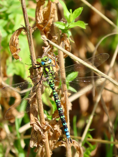 Southern Hawker
