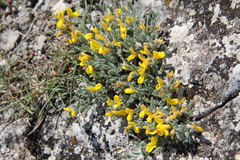 Genista albida