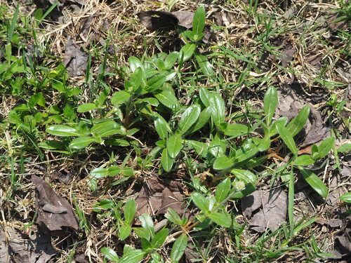 Gomphrena celosioides, photograph 4