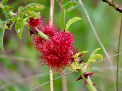Mossy Rose Gall Wasp