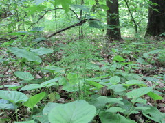 Equisetum pratense image