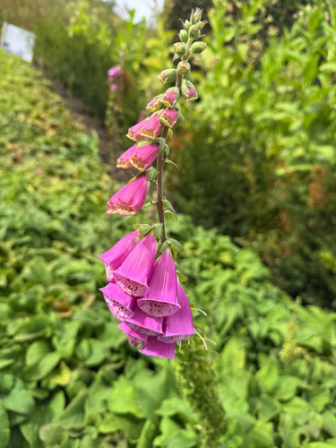 purple foxglove