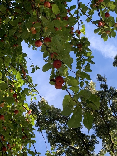 apple