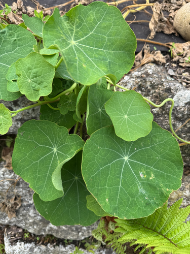 garden nasturtium