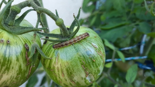 Cotton Bollworm Moth
