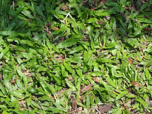 Axonopus compressus, photograph 1