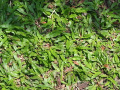 Axonopus compressus, photograph author not stated, no rights reserved
