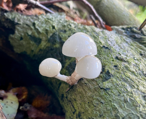 porcelain mushroom