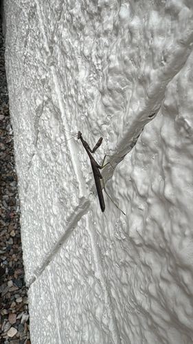 Carolina Mantis