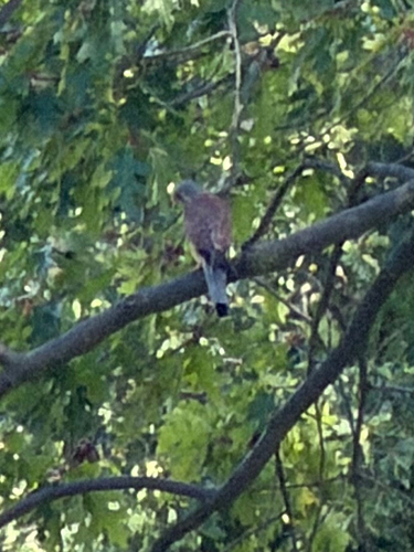 Eurasian Kestrel