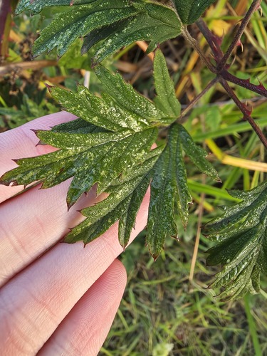 Cutleaf Blackberry