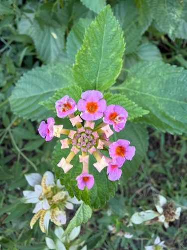 Lantana