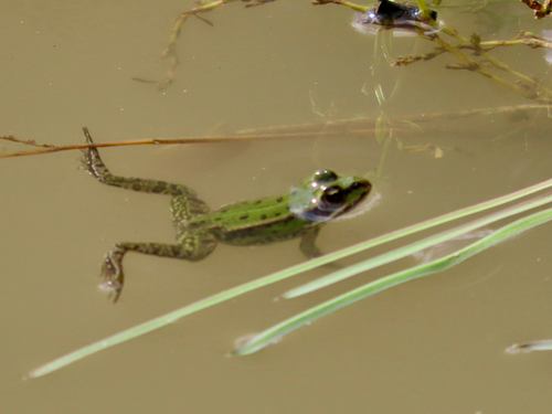 Edible Frog