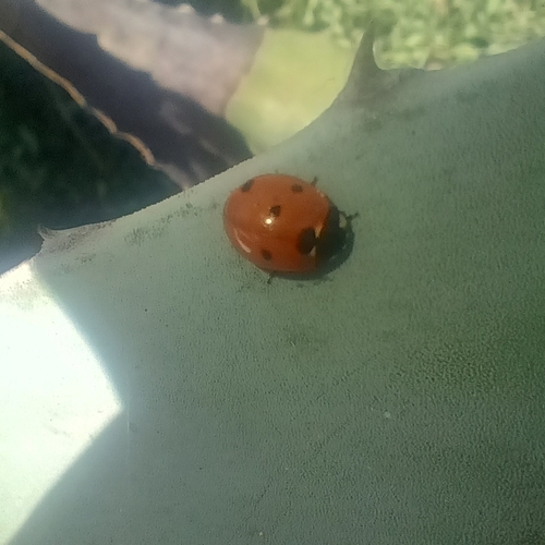 Seven-spotted Lady Beetle