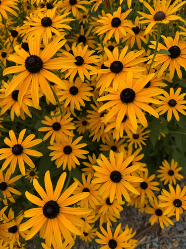 orange coneflower