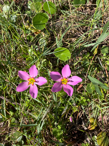marsh pink