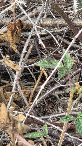 Adder