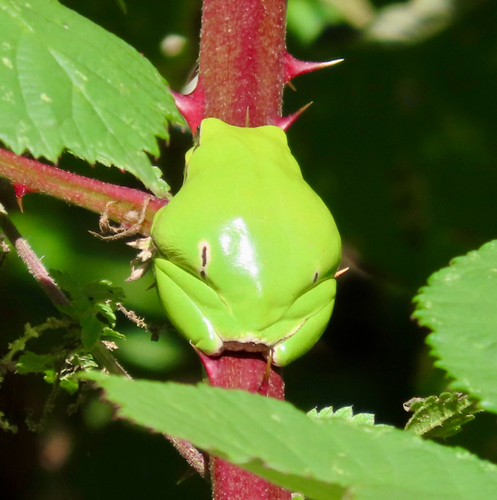 European Tree Frog