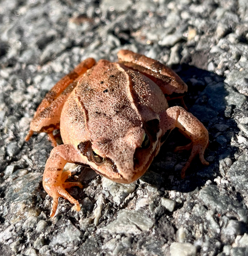 Agile Frog