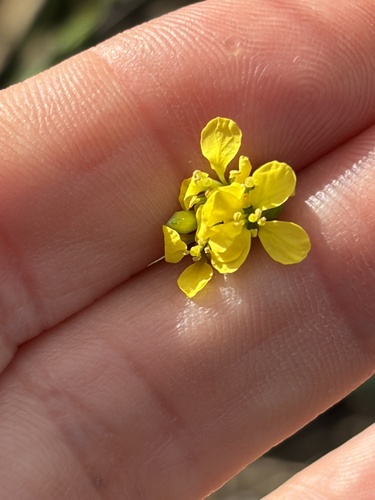 Shortpod Mustard