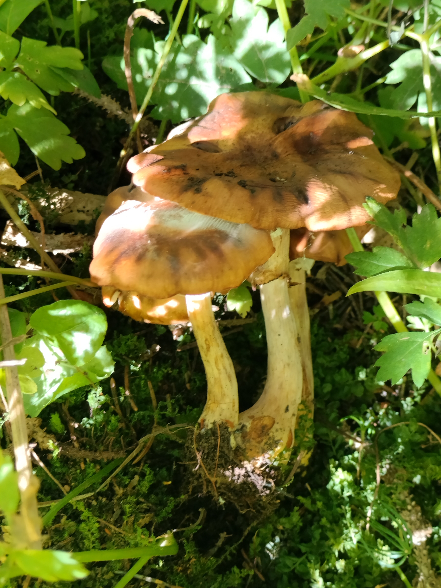 Opieńka żółtawa