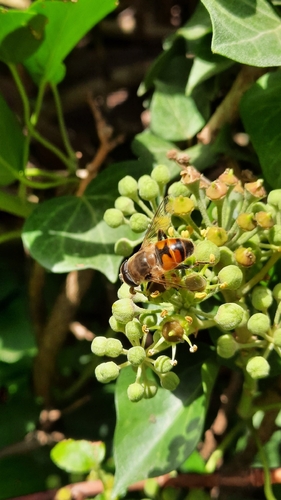 Common Drone Fly