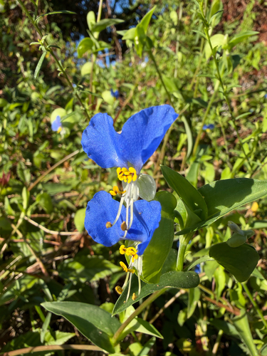 Asiatic dayflower