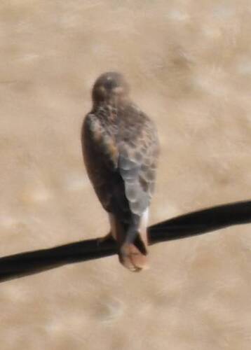 Long-legged Buzzard